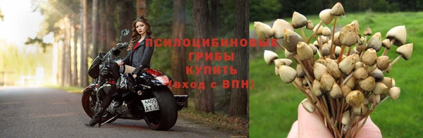 хмурый Аркадак