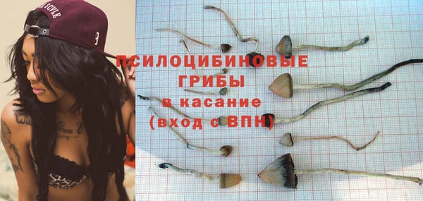 хмурый Аркадак