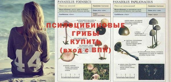 хмурый Аркадак